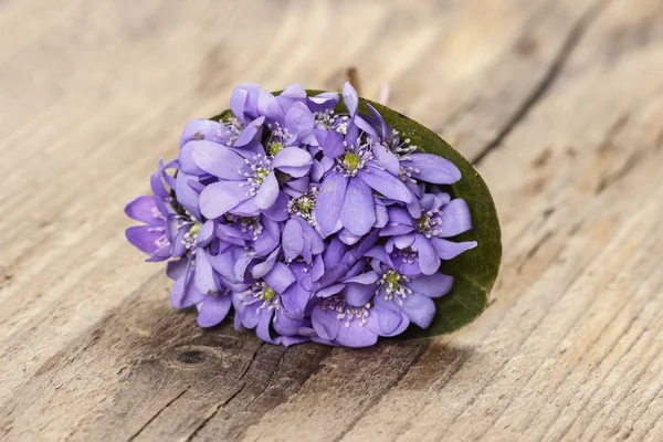 Hepatica bloemen, vrij klein boeket. — Stockfoto