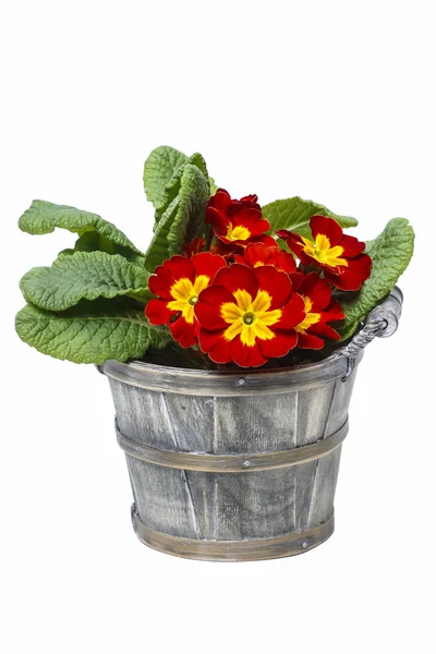 Red primrose, symbol of spring — Stock Photo, Image