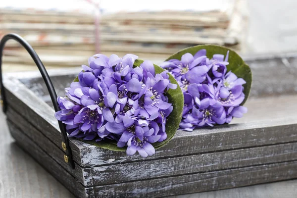 Hepatica blommor, ganska liten bukett. — Stockfoto