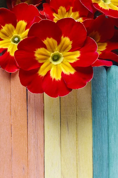 Onagra roja, símbolo de la primavera —  Fotos de Stock