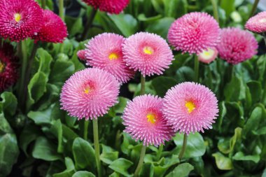 çarpıcı pembe papatyalar. mükemmel duvar kağıdı.