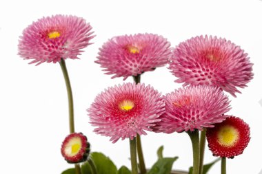 Beyaz arka planda izole edilmiş pembe papatyalar.