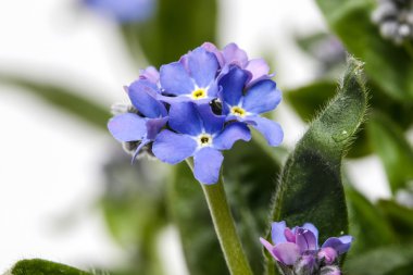Unut beni değil çiçek