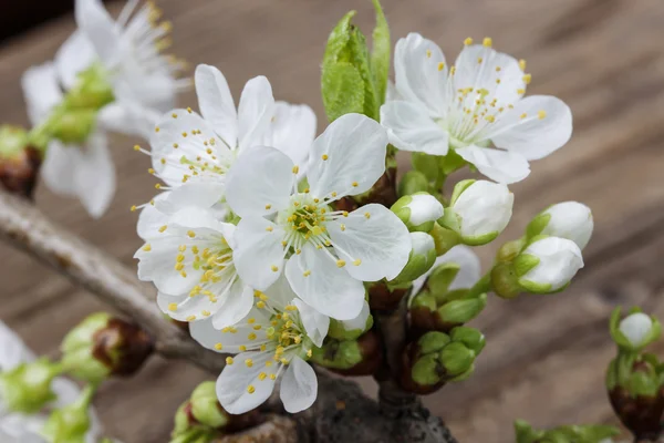 Fioritura di mele su sfondo di legno. Copia spazio . — Foto Stock