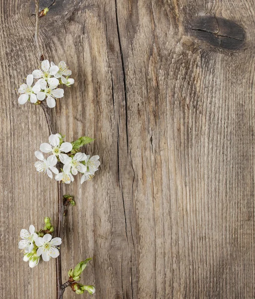 Appelbloesem op houten ondergrond. Kopieerruimte. — Stockfoto