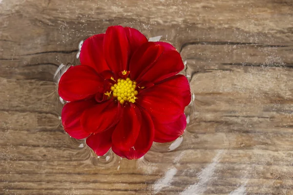 Red dahlia květiny izolovaných na dřevěné pozadí. prázdné místo na — Stock fotografie