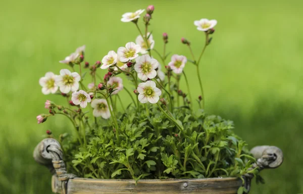 Prachtige dianthus bloem in de tuin. selectieve aandacht, close-up — Stockfoto