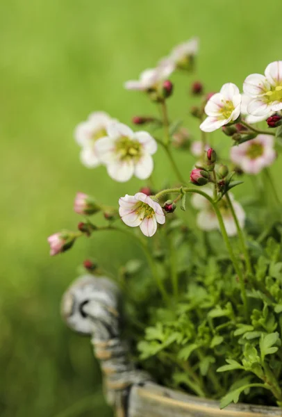 Superbe fleur de dianthus dans le jardin. Mise au point sélective, gros plan — Photo