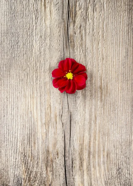 Flor de dalia roja aislada sobre fondo de madera. Espacio en blanco en —  Fotos de Stock