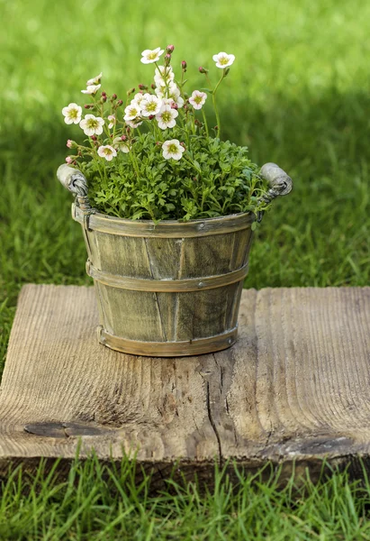 Fantastisk dianthus blomma i trädgården. selektiv inriktning, närbild — Stockfoto