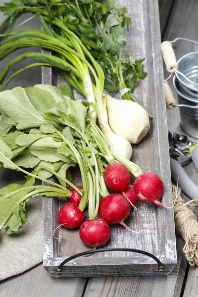 Fresh radishes from ground on old wooden table — Stock Photo, Image