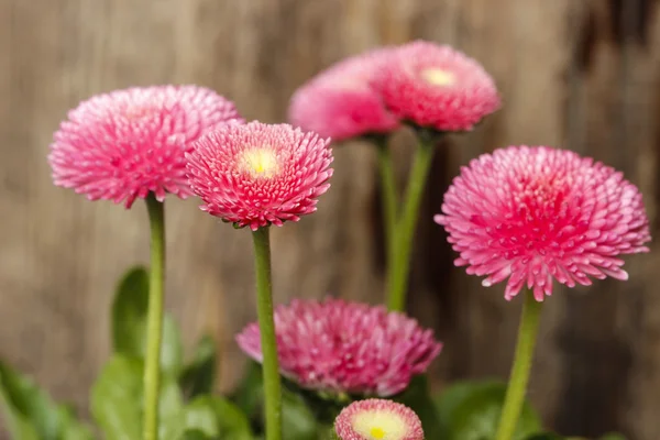 Prachtige roze margrieten op houten achtergrond. — Stockfoto