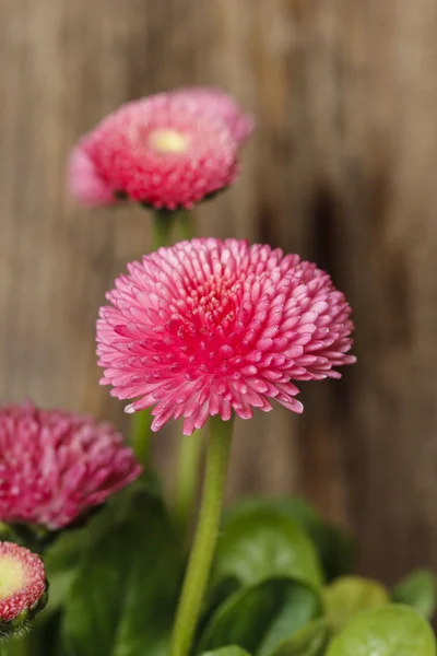 Superbes marguerites roses sur fond en bois . — Photo