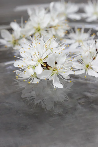 水、灰色の背景に桜 — ストック写真