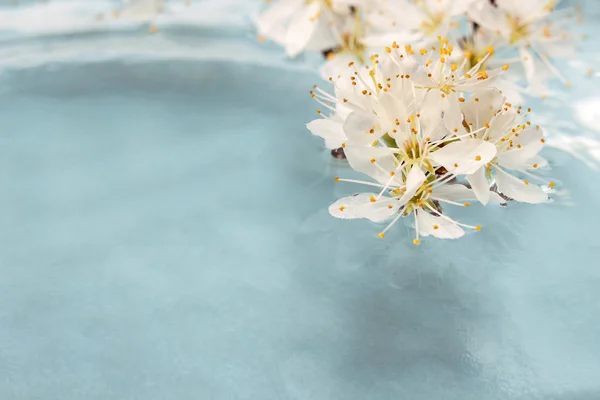 Fleur de cerisier sur l'eau, fond bleu — Photo