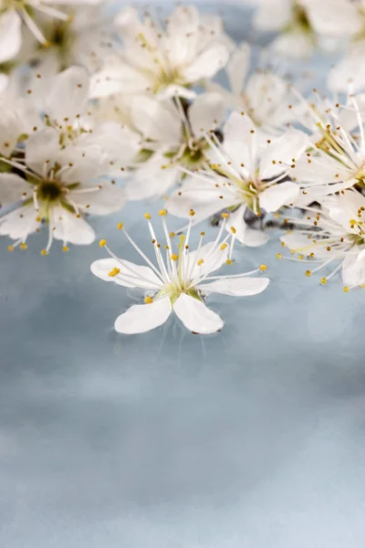 Flor de cerezo sobre el agua, fondo azul . —  Fotos de Stock