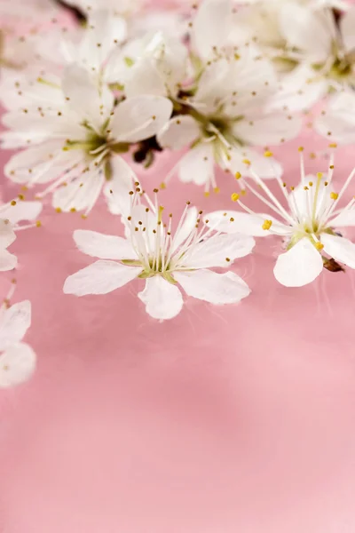 Flor de cerezo sobre el agua, fondo rosa —  Fotos de Stock