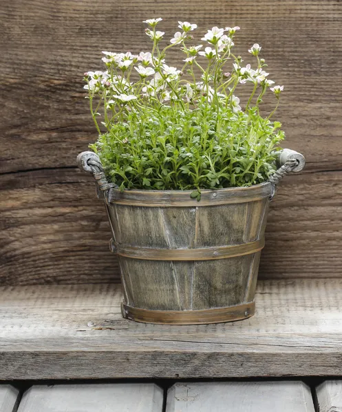 Superbe fleur de dianthus dans un pot de fleurs sur fond en bois — Photo