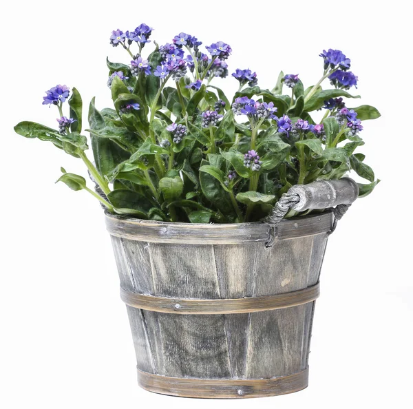 Forget me not flower in grey wooden pot isolated — Stock Photo, Image