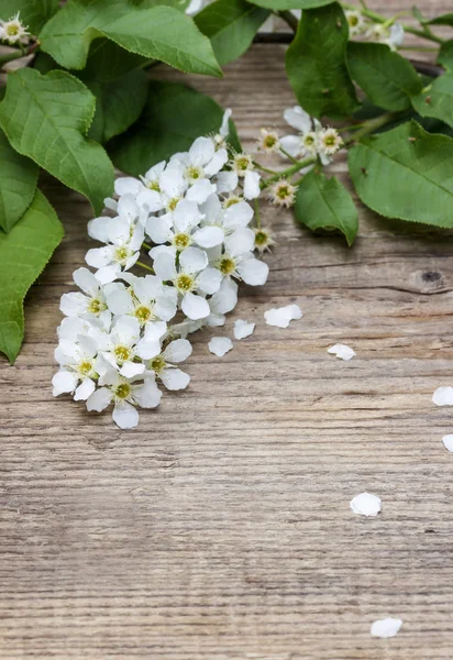 Bird cherries blossom on rustic wooden table. Copy space. — Stock Photo, Image