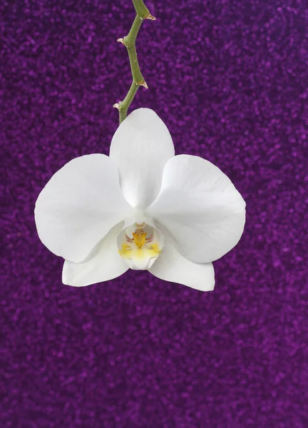 Witte orchidee op paarse glitter achtergrond, kopie ruimte. — Stockfoto