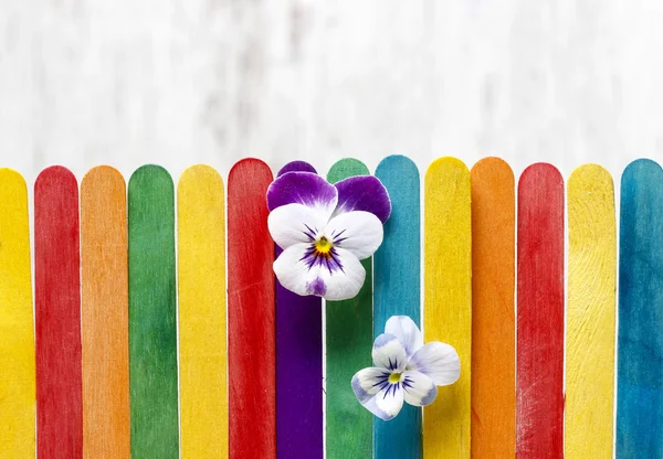 Pensé blommorna på färgglada trästaket. kopia utrymme. — Stockfoto