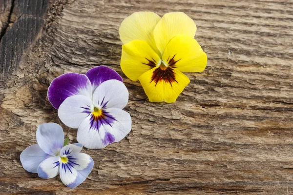 Het viooltje bloemen op houten achtergrond. kopie ruimte. — Stockfoto
