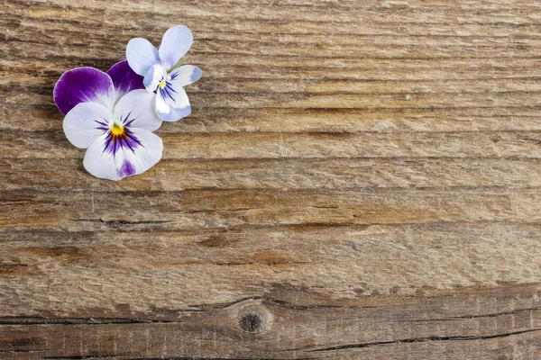 La pantoufle fleurit sur fond de bois. Espace de copie . — Photo