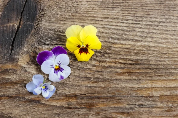 Das Stiefmütterchen Blumen auf Holz Hintergrund. Kopierraum. — Stockfoto