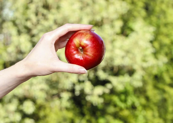 Red ripe single apple in beautiful hand — Stock Photo, Image