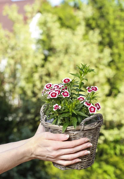 Een populaire geurige Biënnale tuinplant, sweet william — Stockfoto