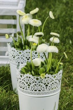 güneşli bir bahar gününde bahçesinde taze beyaz papatya.