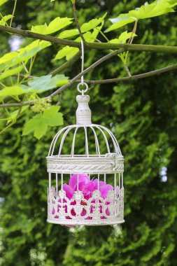 kuş kafesi içinde pembe çiçekli dal yeşil asılı,