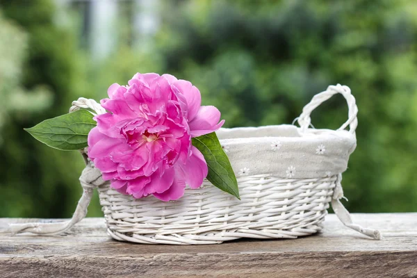 Single pink peony flower in white wicker basket — Stock Photo, Image