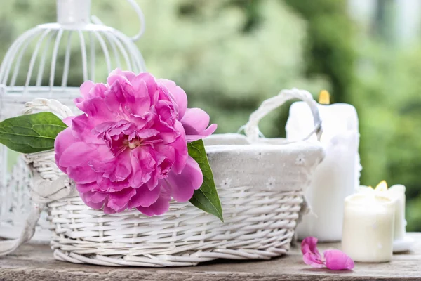 Één roze pioen bloem in witte rieten mand — Stockfoto