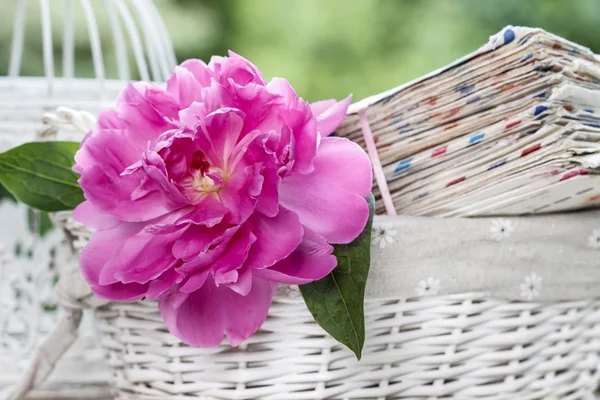 Один розовый пионский цветок в белой плетеной корзине — стоковое фото