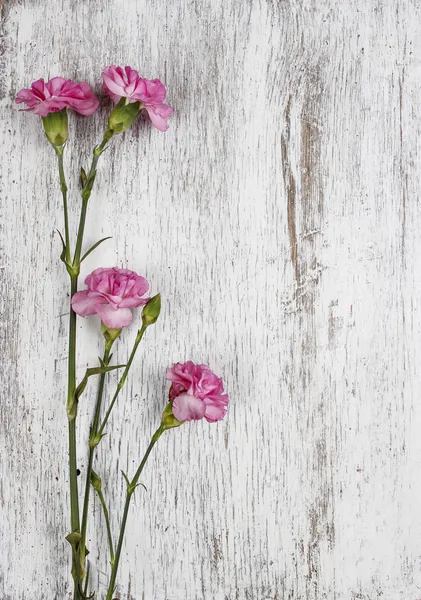 Pink carnation isolated on wooden background — Stock Photo, Image