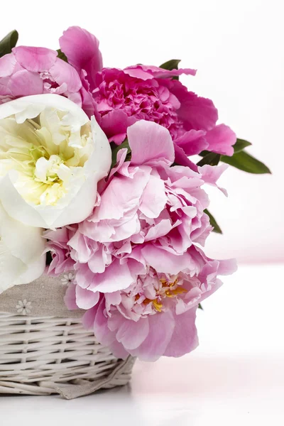 Lush peonies in white basket — Stock Photo, Image