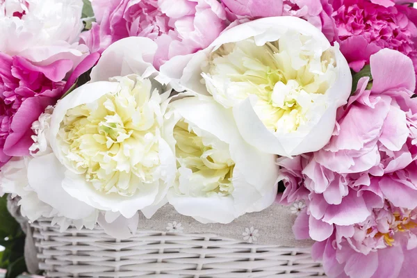 Peonie rigogliose in cesto bianco — Foto Stock