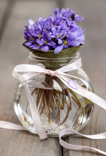 Hepatica virágok, szép kis Csokor vázában. — Stock Fotó