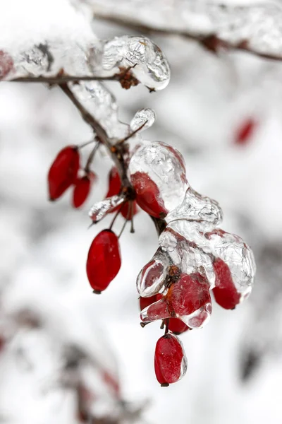 Berberis şube ağır kar ve buz altında. seçici odak — Stok fotoğraf