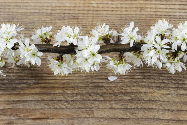 Fleur de cerisier sur fond bois. Espace de copie . — Photo