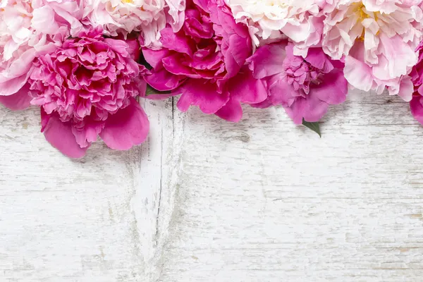 Stunning pink peonies on white rustic wooden background. Copy sp Stock Photo