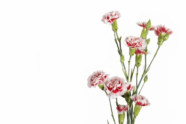 白の背景に分離した赤と白のカーネーションの花 — ストック写真