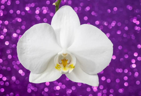 Orchidea bianca su sfondo glitter viola — Foto Stock