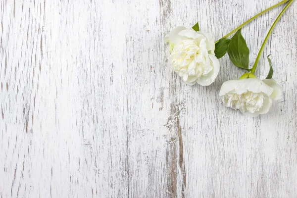 Witte pioenrozen op houten achtergrond. kopie ruimte. — Stockfoto