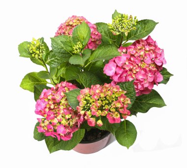 Beyaz arka plan üzerinde izole HORTENSIA çiçek. seçici odak