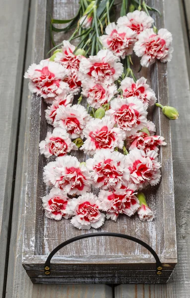 Flores de cravo vermelho e branco na bandeja de madeira vintage cinza . — Fotografia de Stock