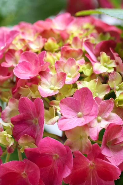 Hortensia flower closeup. Selective focus. — Stock Photo, Image