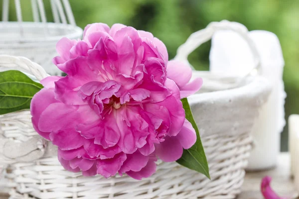 Singolo fiore di peonia rosa in vaso di ceramica bianca su verde fresco — Foto Stock